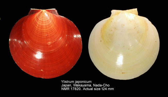 Ylistrum japonicum (3).jpg - Ylistrum japonicum (Gmelin,1791)